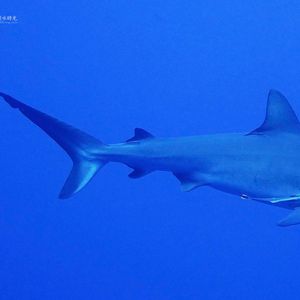 Carcharhinus amblyrhynchos 帕劳 Palau @LazyDiving.com 潜水时光