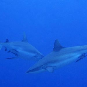 Carcharhinus amblyrhynchos Carcharhinus amblyrhynchos 灰礁鲨 Palau 帕劳 @LazyDiving.com 潜水时光