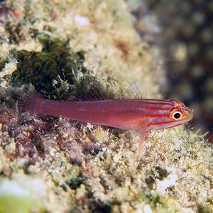 Trimma striatum Trimma striatum 红线侏儒虾虎鱼 Palau 帕劳 @LazyDiving.com 潜水时光