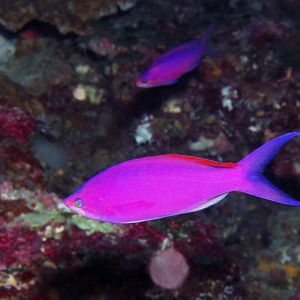 Pseudanthias pascalus 帕�劳 Palau @LazyDiving.com 潜水时光