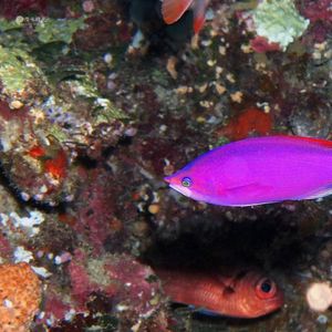 Pseudanthias pascalus 帕劳 Palau @LazyDiving.com 潜水时光