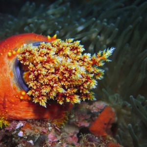 Pseudocolochirus violaceus Pseudocolochirus violaceus 海苹果 Indonesia 印度尼西亚 Alor 阿洛群岛 @LazyDiving.com 潜水时光