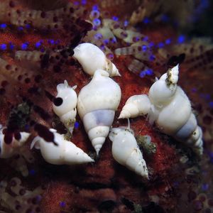 Echineulima asthenosomae Echineulima asthenosomae 火海胆瓷螺 Indonesia 印度尼西亚 Alor 阿洛群岛 @LazyDiving.com 潜水时光