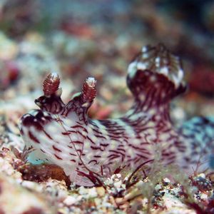 Jorunna rubescens 印度尼西亚 Indonesia , 阿洛群岛 Alor @LazyDiving.com 潜水时光