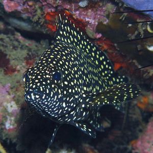 Epinephelus ongus Epinephelus ongus 纹波石斑鱼 Indonesia 印度尼西亚 Alor 阿洛群岛 @LazyDiving.com 潜水时光