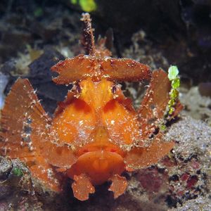 Rhinopias eschmeyeri Rhinopias eschmeyeri 埃氏吻鮋 Indonesia 印度尼西亚 Alor 阿洛群岛 @LazyDiving.com 潜水时光