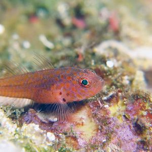 Trimma macrophthalmum 印度尼西亚 Indonesia , 阿洛群岛 Alor @LazyDiving.com 潜水时光