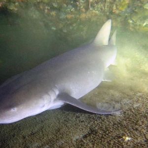 Ginglymostoma cirratum 印度尼西亚 Indonesia , 阿洛群岛 Alor @LazyDiving.com 潜水时光