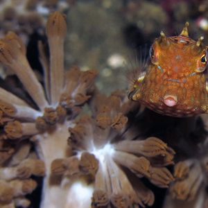 Lactoria fornasini Lactoria fornasini 印度尼西亚 Indonesia , 阿洛群岛 Alor @LazyDiving.com 潜水时光