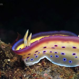 Goniobranchus kuniei 印度尼西亚 Indonesia , 阿洛群岛 Alor @LazyDiving.com 潜水时光