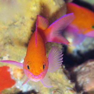 Luzonichthys waitei 印度尼西亚 Indonesia , 阿洛群岛 Alor @LazyDiving.com 潜水时光