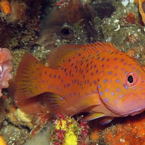 Cephalopholis miniata 印度尼西亚 Indonesia , 阿洛群岛 Alor @LazyDiving.com 潜水时光