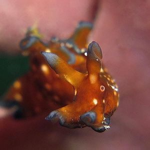 Aplysia nigrocincta 印度尼西亚 Indonesia , 阿洛群岛 Alor @LazyDiving.com 潜水时光