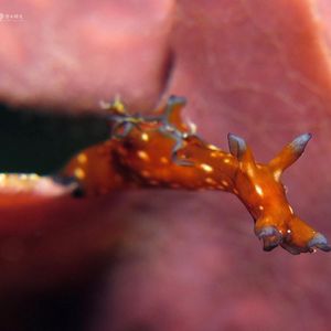 Aplysia nigrocincta 印度尼西亚 Indonesia , 阿��洛群岛 Alor @LazyDiving.com 潜水时光