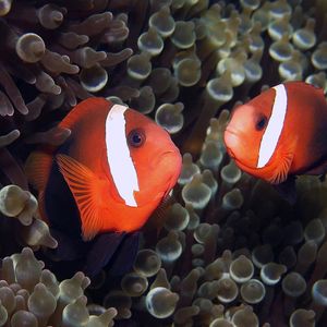 Amphiprion melanopus Amphiprion melanopus 黑双锯鱼 Indonesia 印度尼西亚 Alor 阿洛群岛 @LazyDiving.com 潜水时光