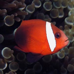 Amphiprion melanopus 印度尼西亚 Indonesia , 阿洛群��岛 Alor @LazyDiving.com 潜水时光