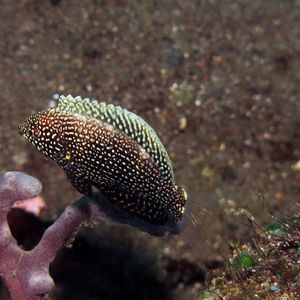 Macropharyngodon negrosensis 印度尼西亚 Indonesia , 阿洛群岛 Alor @LazyDiving.com 潜水时光