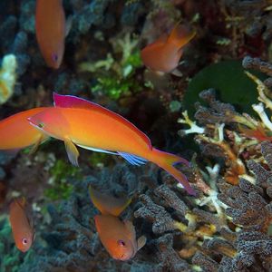 Pseudanthias dispar 印度尼西亚 Indonesia , 阿洛群岛 Alor @LazyDiving.com 潜水时光