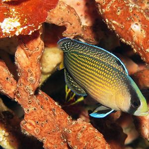 Manonichthys splendens 印度尼西亚 Indonesia , 阿洛群岛 Alor @LazyDiving.com 潜水时光