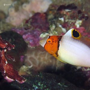 Cetoscarus bicolor Cetoscarus bicolor 双色大鹦嘴鱼 Indonesia 印度尼西亚 Alor 阿洛群岛 @LazyDiving.com 潜水时光