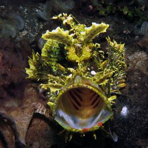 Rhinopias frondosa Rhinopias frondosa 印度尼西亚 Indonesia , 阿洛群岛 Alor @LazyDiving.com 潜水时光