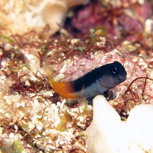 Ecsenius bicolor 印度尼西亚 Indonesia , 阿洛群岛 Alor @LazyDiving.com 潜�水时光