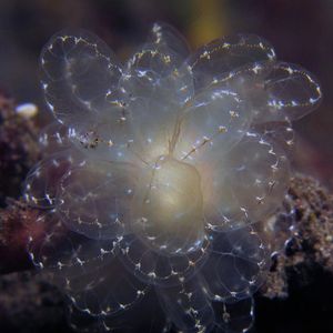 Cyerce elegans 印度尼西亚 Indonesia , 巴厘岛 Bali , 图蓝本 Tulamben @LazyDiving.com 潜水时光