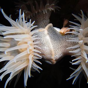 Alor  Nemanthus nitidus