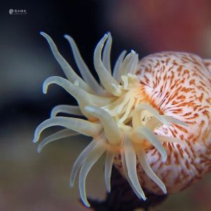 Antiparactis 印度尼西亚 Indonesia , 阿洛群岛 Alor @LazyDiving.com 潜水时光