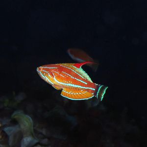 Paracheilinus carpenteri 印度尼西亚 Indonesia , 阿洛群岛 Alor @LazyDiving.com 潜水时光