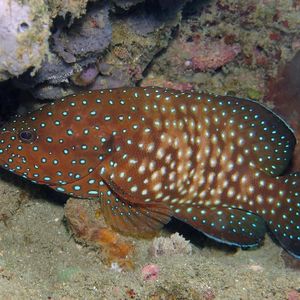 Cephalopholis cyanostigma 印度尼西亚 Indonesia , 安汶 Ambon @LazyDiving.com 潜水时光