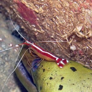 Lysmata amboinensis 印度尼西亚 Indonesia , 安汶 Ambon @LazyDiving.com 潜水时光