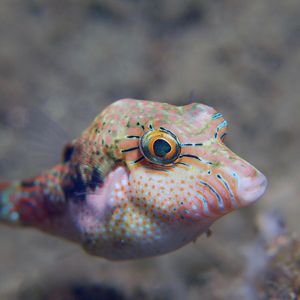 Canthigaster bennetti Canthigaster bennetti 点线扁背鲀 Indonesia 印度尼西亚 Ambon 安汶 @LazyDiving.com 潜水时光