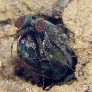 Pseudosquilla ciliata 印度尼西亚 Indonesia , 安汶 Ambon @LazyDiving.com 潜水时光