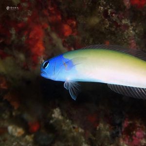 Hoplolatilus starcki 印度尼西亚 Indonesia , 安汶 Ambon @LazyDiving.com 潜水时光