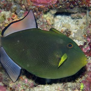 Melichthys vidua 印度尼西亚 Indonesia , 安汶 Ambon @LazyDiving.com 潜水时光