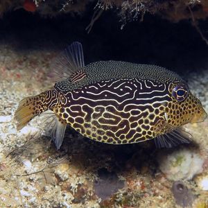 Ostracion solorensis 印度尼西亚 Indonesia , 安��汶 Ambon @LazyDiving.com 潜水时光