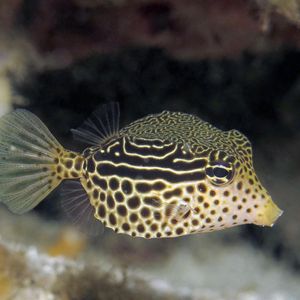 Ostracion solorensis 印度尼西亚 Indonesia , 安汶 Ambon @LazyDiving.com 潜水时光