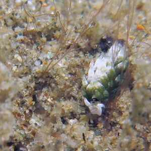 Costasiella fridae Costasiella fridae 印度尼西亚 Indonesia , 马鲁古 Maluku , 安汶 Ambon @LazyDiving.com 潜水时光