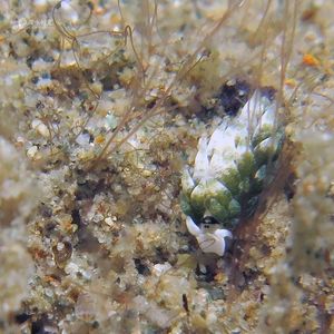 Costasiella fridae 印度尼西亚 Indonesia , 安汶 Ambon @LazyDiving.com 潜水时光