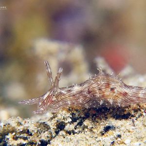 Stylocheilus striatus Stylocheilus striatus 条纹柱唇海兔 Indonesia 印度尼西亚 Ambon 安汶 @LazyDiving.com 潜水时光