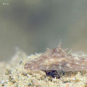 Stylocheilus striatus Stylocheilus striatus 条纹柱唇海兔 Indonesia 印度尼西亚 Ambon 安汶 @LazyDiving.com 潜水时光