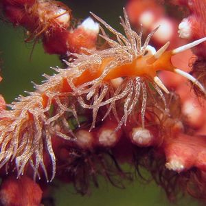 Facelina 印度尼西亚 Indonesia , 安汶 Ambon @LazyDiving.com 潜水时光