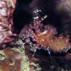 Saron 印度尼西亚 Indonesia , 安汶 Ambon @LazyDiving.com 潜水时光