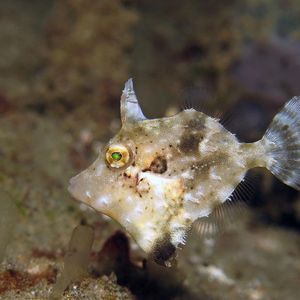 Paramonacanthus choirocephalus 印度尼西亚 Indonesia , 安汶 Ambon @LazyDiving.com 潜水时光