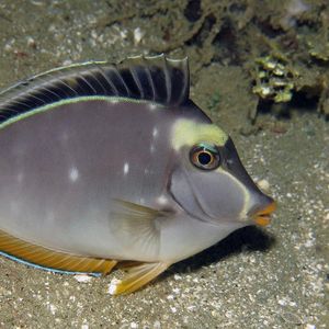Naso lituratus Naso lituratus 印度尼西亚 Indonesia , 马鲁古 Maluku , 安汶 Ambon @LazyDiving.com 潜水时光