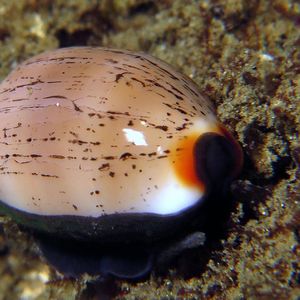 Luria isabella 印度尼西亚 Indonesia , 安汶 Ambon @LazyDiving.com 潜水时光