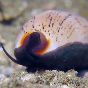 Luria isabella Luria isabella 雨丝宝螺 Indonesia 印度尼西亚 Ambon 安汶 @LazyDiving.com 潜水时光