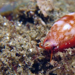 Purpuradusta fimbriata 印度尼西亚 Indonesia , 安汶 Ambon @LazyDiving.com 潜水时光