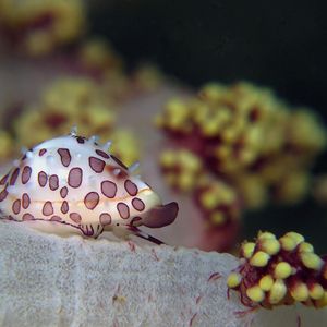 Diminovula alabaster 印度尼西亚 Indonesia , 安汶 Ambon @LazyDiving.com 潜水时光